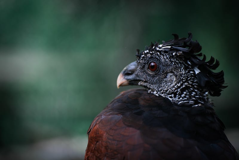 Great Gatsby Glamour